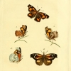 papilio celtis6